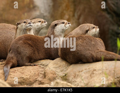 Groupe de loutres de Short-Clawed Oriental Banque D'Images