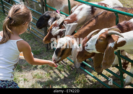 Sterling Heights, Michigan - Les enfants de nourrir les animaux de ferme dans un zoo pour enfants lors d'un festival d'été Banque D'Images