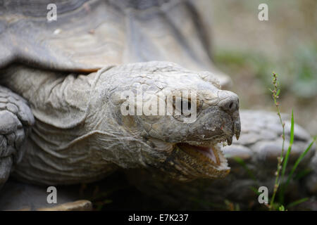 Tortue sillonnée (Geochelone sulcata) la tête avec la bouche ouverte. Banque D'Images