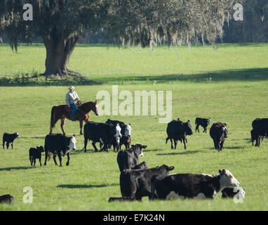 Déplacer le bétail de l'Cowhand Banque D'Images