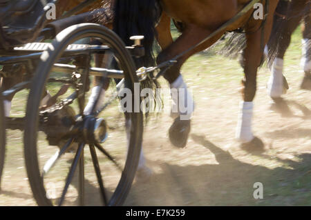 Attelage de chevaux tirant au panier concours conduite combinée Banque D'Images