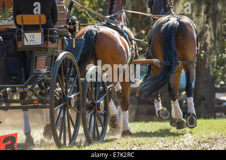 Couple de chevaux tirant au panier concours conduite combinée Banque D'Images