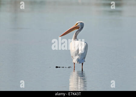 Un pélican blanc (Pelecanus erythrorhynchos) debout dans l'eau. Banque D'Images