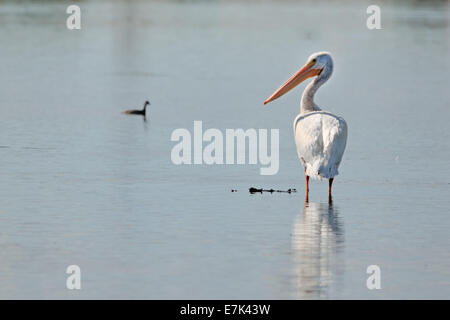 Un pélican blanc (Pelecanus erythrorhynchos) debout dans l'eau. Banque D'Images