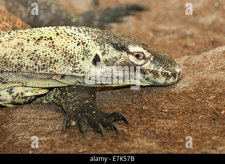 Souvent vu dans Australian bush le goanna est un grand arbre escalade lizaard Banque D'Images