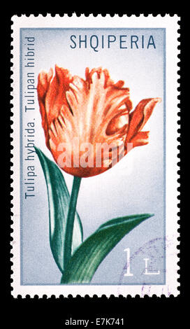 Timbre-poste d'Albanie représentant une tulipe hybride. Banque D'Images