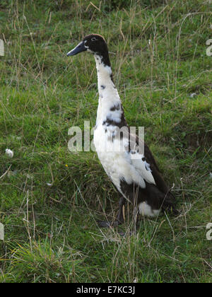 Canard Coureur indien, Anas platyrhynchos domesticus, UK Banque D'Images