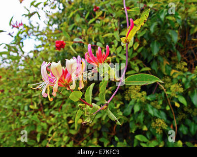 Divers Honeysuckle et Ivy vignes jusqu'Grillage Banque D'Images