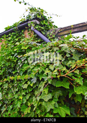 Ivy grimper Side Banque D'Images