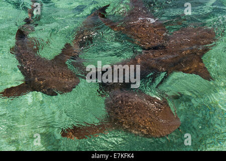 Requins nourrice dans la mer des Caraïbes, Caye Caulker, Belize Banque D'Images