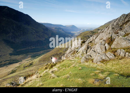 Moutons sur la vallée de meules de Ennerdale Banque D'Images