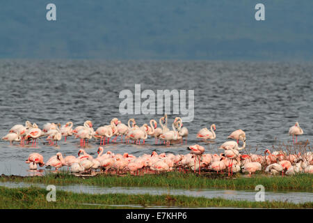 Flamants Roses colorées en eau peu profonde, le parc national du lac Nakuru, Kenya Banque D'Images