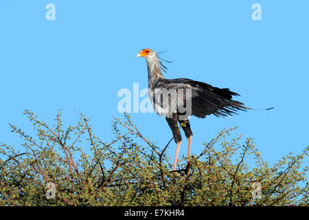 Secrétaire d'un oiseau (Sagittaire serpentarius) perché au sommet d'un arbre, Kalahari, Afrique du Sud Banque D'Images