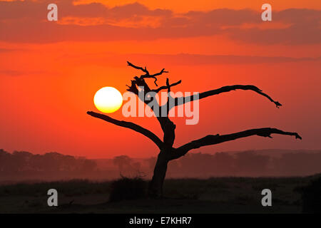 Coucher du soleil avec la silhouette d'un arbre mort, Parc National d'Amboseli, Kenya Banque D'Images