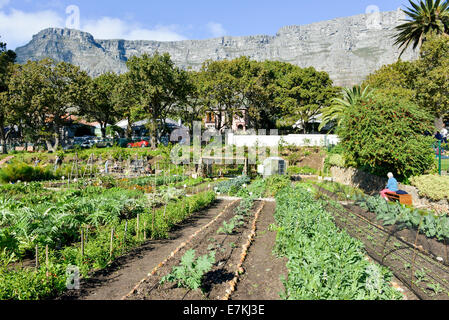 Ferme Ville Oranjezicht Cape Town Afrique du Sud l'un des plus populaires marchés de producteurs dans la ville. Table Mountain, dans l'arrière Banque D'Images