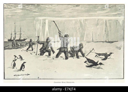 Ce dessin de 1896 par Bull montre l'activité de chasse aux manchots royaux, une scène dramatique impliquant ces grands oiseaux sans vol, représentés dans un croquis d'archives. Banque D'Images