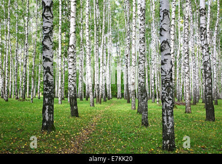 Sentier en automne Birch Grove avec les premières feuilles jaunes Banque D'Images