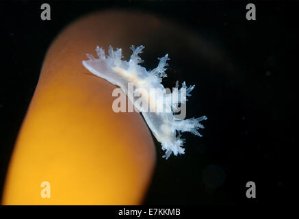 Nudibranche ou la mer Dendronotus frondosus ) Slug (mer Blanche, la Carélie, de l'Arctique, Fédération de Russie Banque D'Images