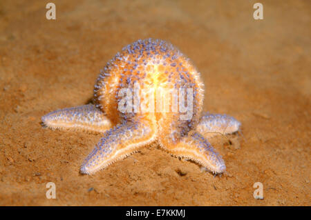 Étoile de mer (Asterias rubens rouge) Banque D'Images