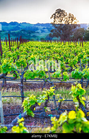 Coucher de soleil sur les vignes dans la région viticole de la Californie. Le Comté de Sonoma, en Californie