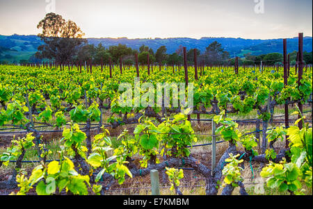 Coucher de soleil sur les vignes dans la région viticole de la Californie. Le Comté de Sonoma, en Californie