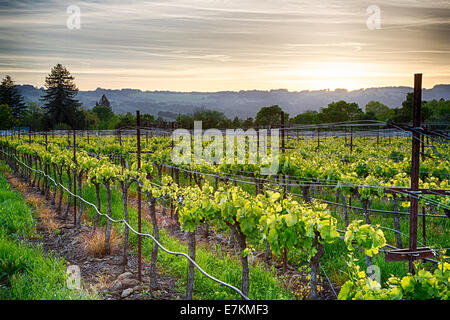 Coucher de soleil sur les vignes dans la région viticole de la Californie. Le Comté de Sonoma, en Californie Banque D'Images