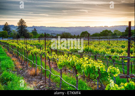 Coucher de soleil sur les vignes dans la région viticole de la Californie. Le Comté de Sonoma, en Californie