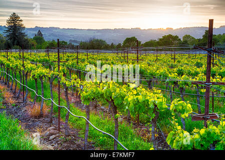 Coucher de soleil sur les vignes dans la région viticole de la Californie. Le Comté de Sonoma, en Californie