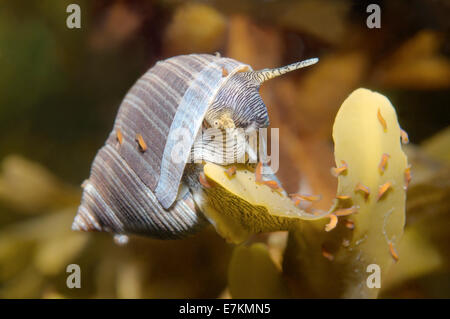 Bigorneau (Littorina littorea), l'Arctique, la Russie, Kareliya, mer Blanche Banque D'Images