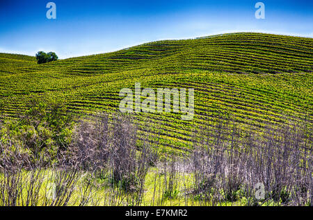 Collines couvertes de rangées de vignes cultivées dans les vignes du vignoble de Californie. Banque D'Images