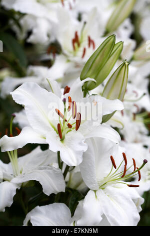 Lilium. Fleurs de lys blanc. Banque D'Images