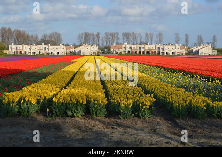 Champs de tulipes, Hollande-du-Sud Banque D'Images