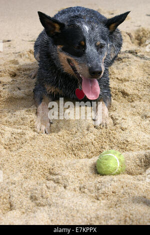 Australian catlle chien jouant fetch Banque D'Images