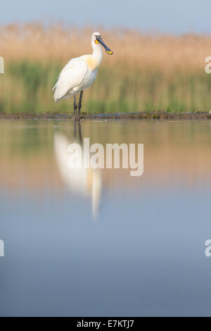 Spatule blanche (Platalea leucorodia) debout au bord d'un lac Banque D'Images