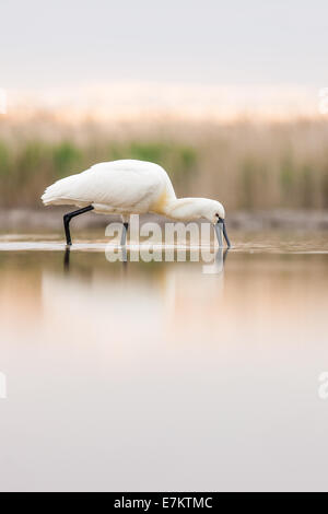 Spatule blanche (Platalea leucorodia) dosage dans un marais peu profonds Banque D'Images