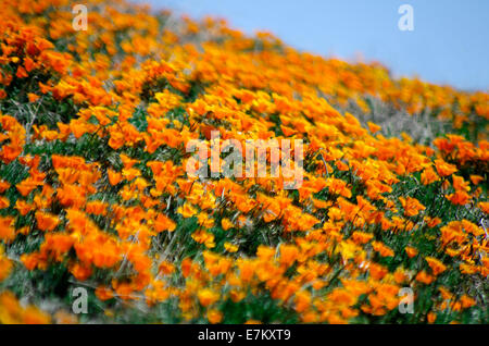 Blur coquelicots de Californie et lapin bush on hillside Banque D'Images