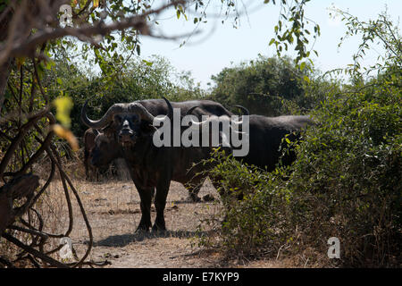 Buffle d'Afrique (Syncerus caffer) Deux hommes adultes, la course entre la voie à Savannah, South Luangwa N. P., Zambie. Buffalo Camp, Banque D'Images