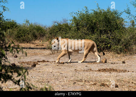 De Victoria Falls est possible de visiter le Botswana. En particulier le Parc National de Chobe. Lion en rivière Chobe. Nat Chobe Banque D'Images