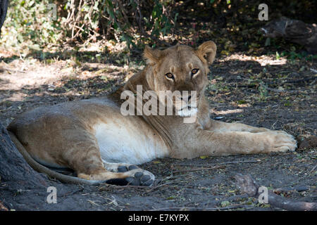 De Victoria Falls est possible de visiter le Botswana. En particulier le Parc National de Chobe. Lion en rivière Chobe. Nat Chobe Banque D'Images