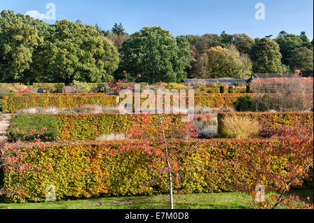 Scampston jardin clos, Yorkshire, conçu par Piet Oudolf. Les haies de hêtre sont spectaculaires en automne Banque D'Images