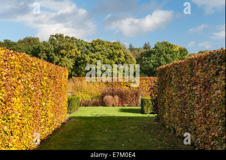 Scampston jardin clos, Yorkshire, conçu par Piet Oudolf. Les haies de hêtre sont spectaculaires en automne Banque D'Images