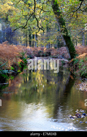 Latchmore Brook près de Fritham dans la New Forest dans le Hampshire, en Angleterre. Banque D'Images