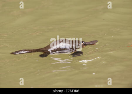 Stock photo d'un ornithorynque flottant dans une piscine dans un ruisseau sur le plateau d'Atherton, Queensland, Australie Banque D'Images