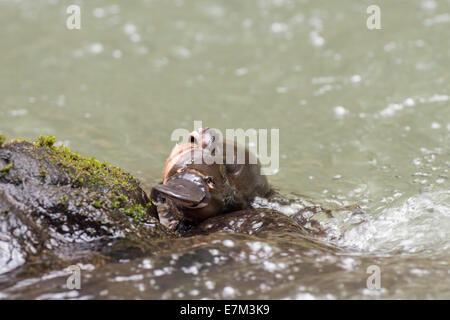 Stock photo d'un ornithorynque escalade hors de l'eau sur un rocher, Atherton Tablelands, Queensland, Australie Banque D'Images