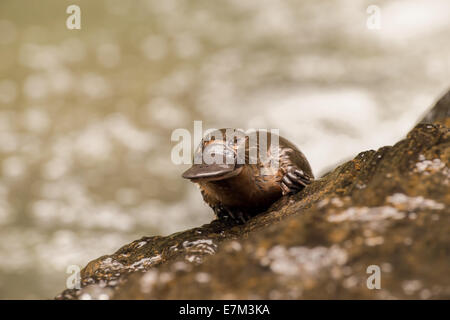 Stock photo d'un ornithorynque escalade hors de l'eau sur un rocher, Atherton Tablelands, Queensland, Australie Banque D'Images