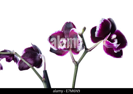 Cerise foncé avec listel blanc orchidée phalaenopsis est isolé sur fond blanc Banque D'Images