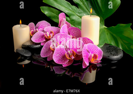 Ensemble de pierres zen spa avec des gouttes, blooming twig dépouillé d'orchidée phalaenopsis (violet), bougies, grande feuille verte sur l'eau, gros plan Banque D'Images