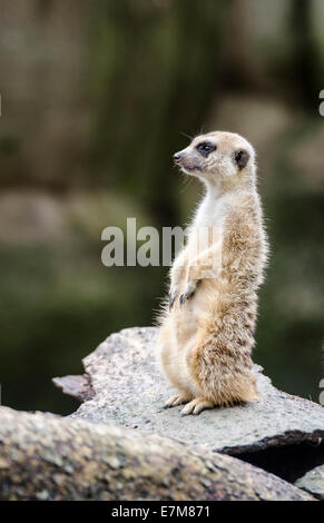 Un meerkat sur la garde au Zoo de Singapour, Singapour Banque D'Images