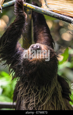 Deux-toed sloth dans la forêt Fragile enclos au Zoo de Singapour, Singapour Banque D'Images