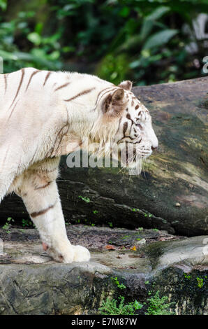 Un tigre du Bengale au zoo de Singapour, Singapour Banque D'Images